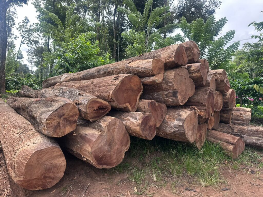 Hunsur Teak Logs