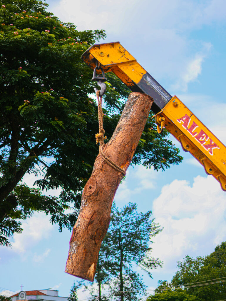 nilambur teak log