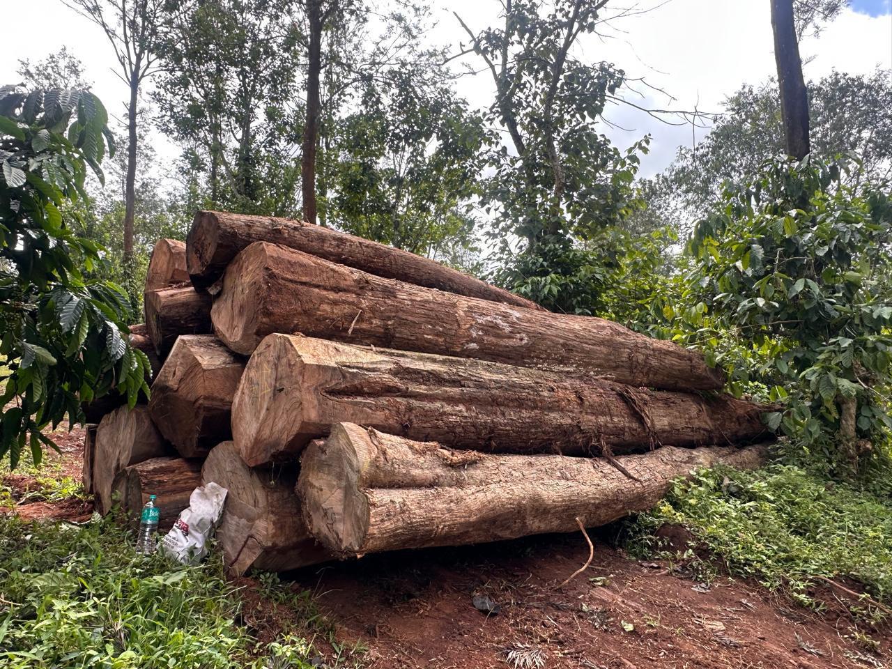 Indian teakwood timber logs and planks supplied by Jai Indian Woods