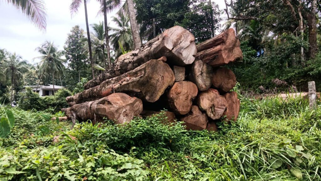 Hunsur Timber Logs