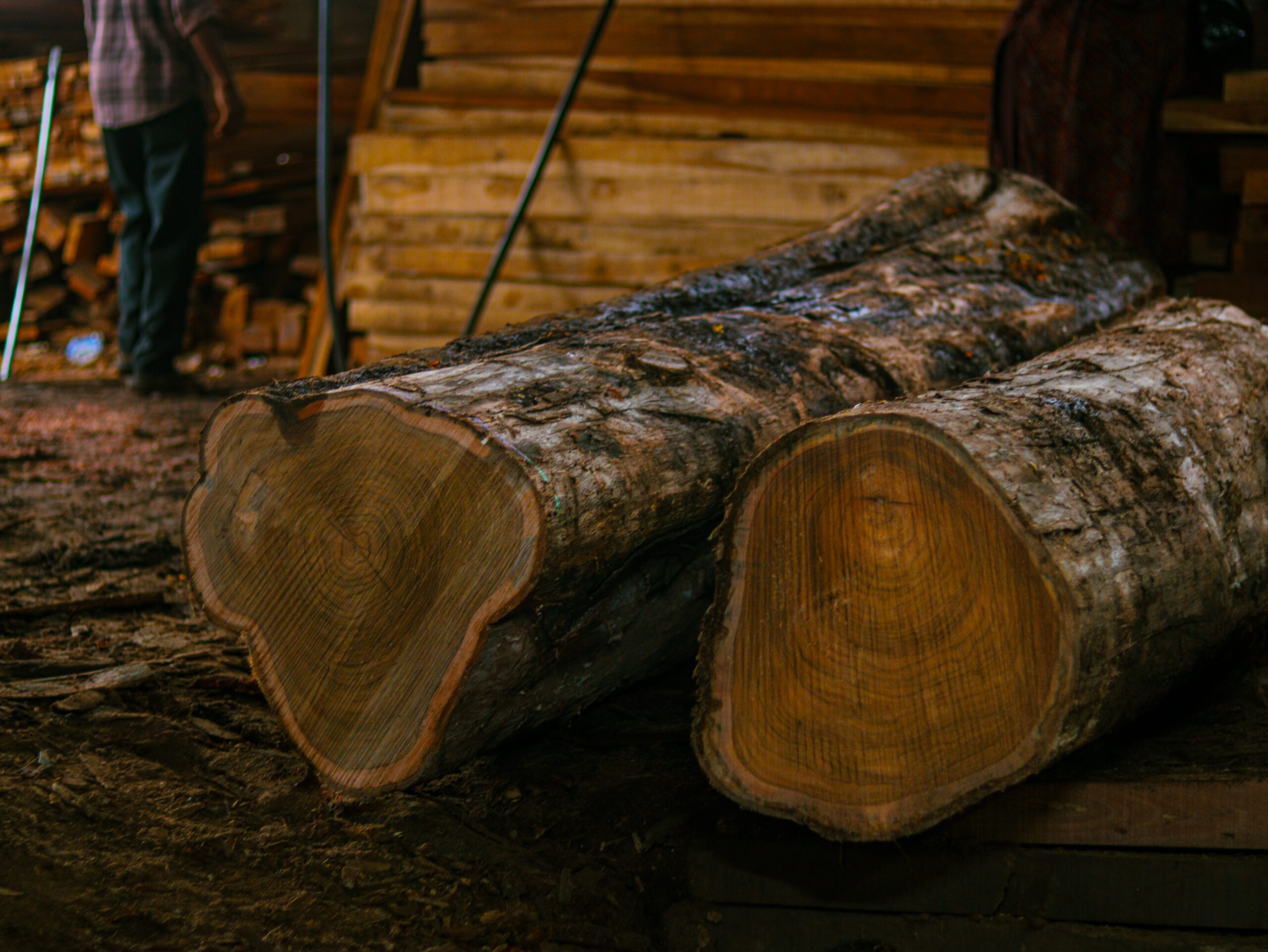 Teak logs for timber projects