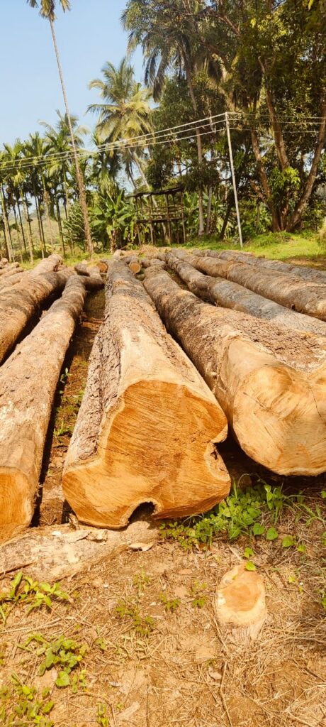 Nilambur Logs -Jai Indian Woods