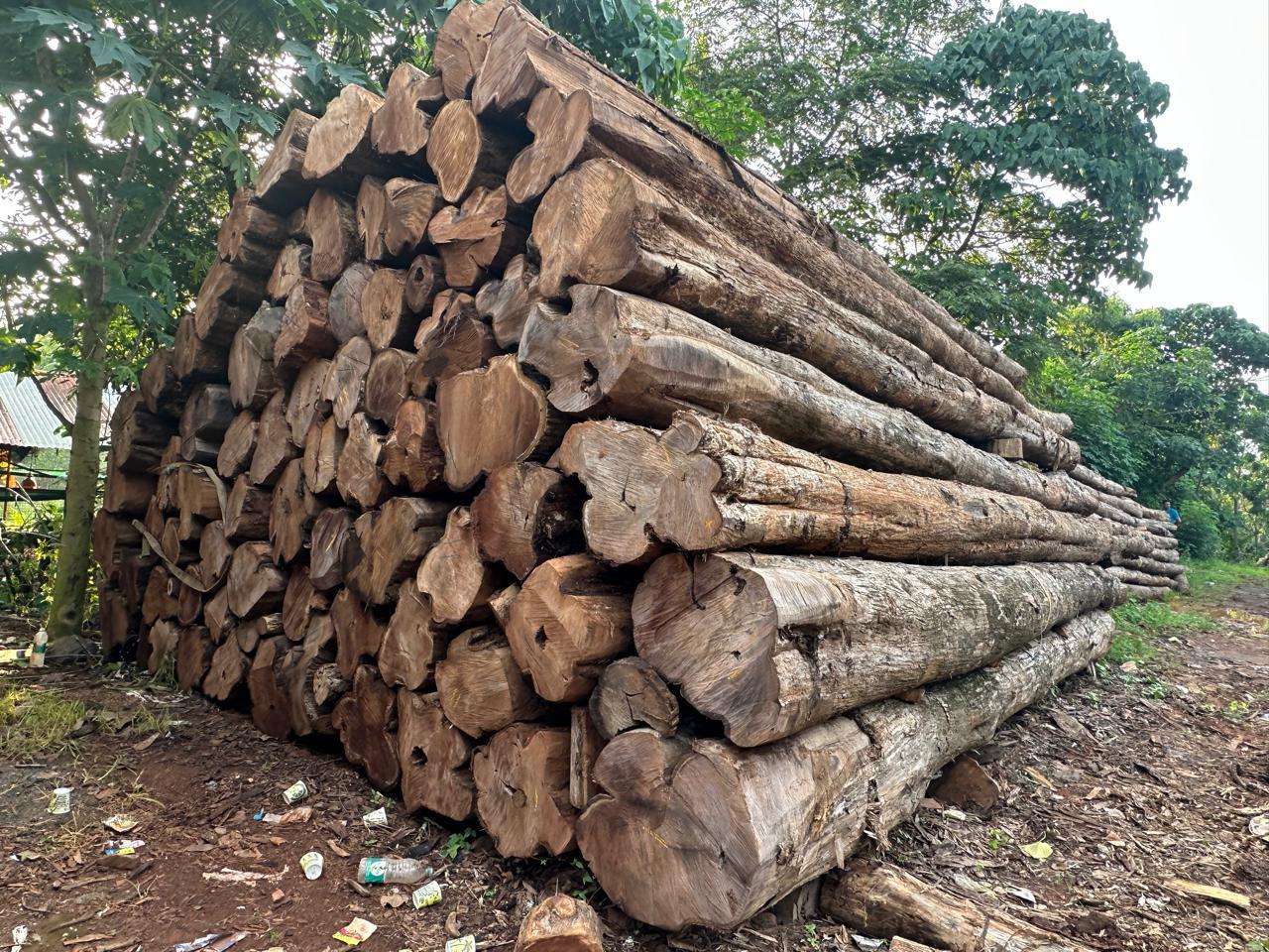 Hunsur teakwood logs