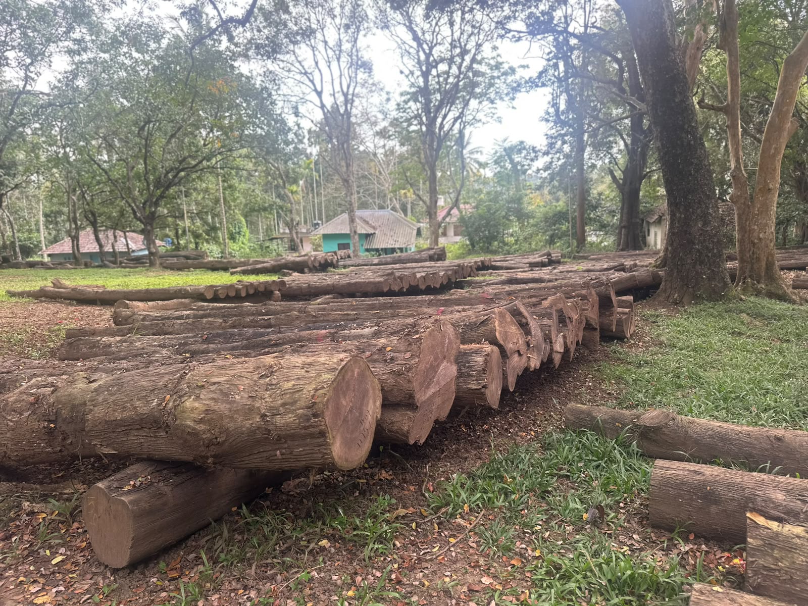 Teakwood logs
