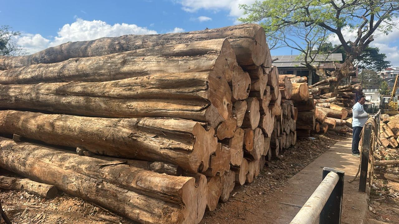 Teak timber logs