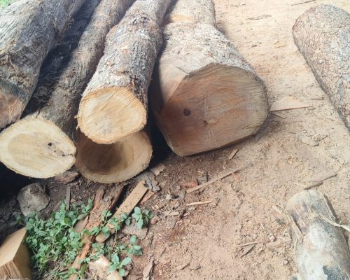 Bad Quality Hunsur Teakwood
