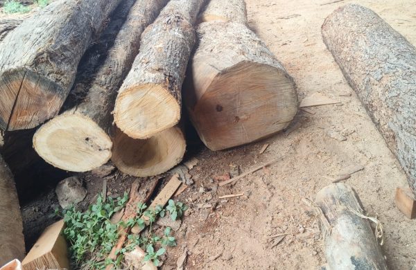 Bad Quality Hunsur Teakwood