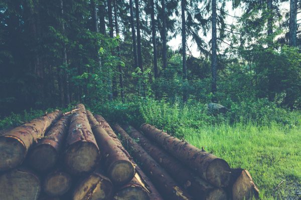 Burma Teak Wood Logs