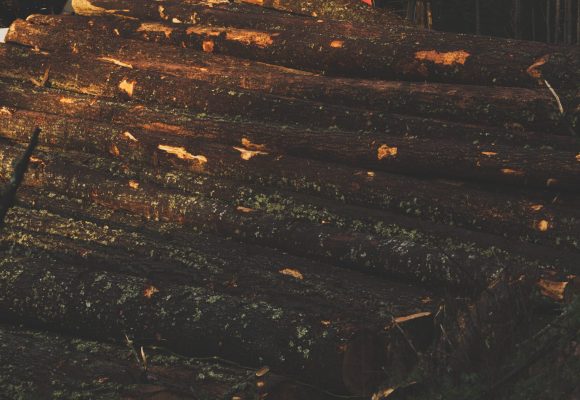 Burma Teak