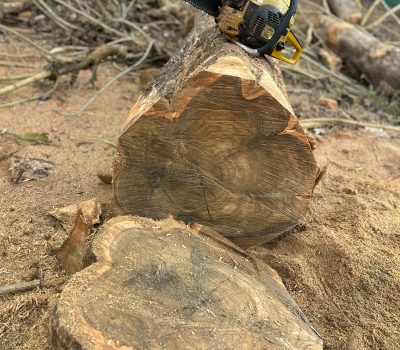 Hunsur Teak Wood Log